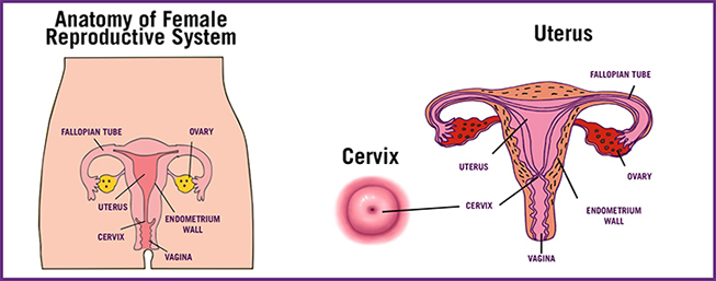 Anatomy of Female Reproductive System